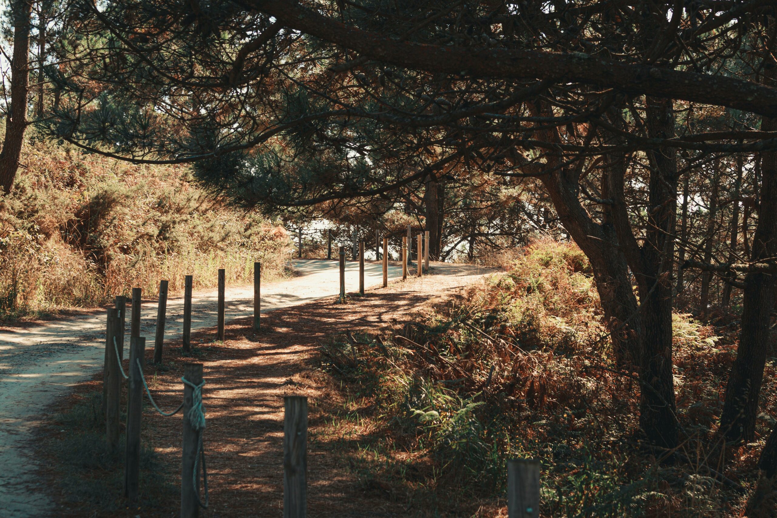Empty asphalt road with wooden poles located in forest with dry vegetation and green trees in fall season in daylight
